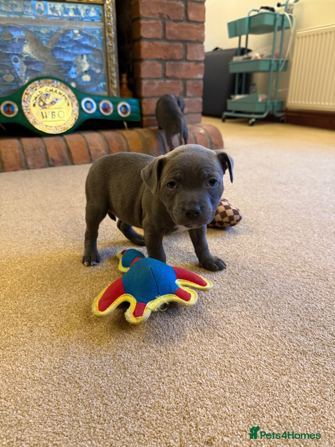 Staffordshire Bull Terrier dogs for sale: Health Tested Clear Staffordshire Bull Terrier's - Advert 12