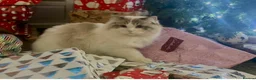 Ragdoll cats for sale: 2 Beautiful Ragdoll siblings for re-homing  - Advert 8