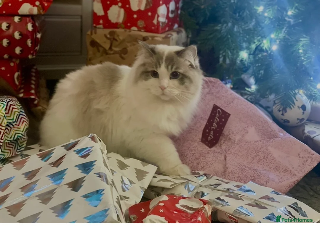 Ragdoll cats for sale: 2 Beautiful Ragdoll siblings for re-homing  - Advert 8