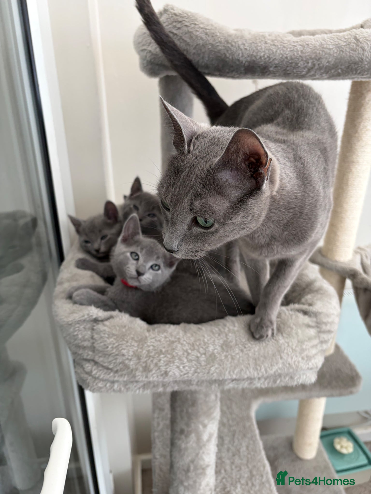Russian Blue cats 6 Stunning GCCF Russian Blue Kittens 🐾  - Advert 1