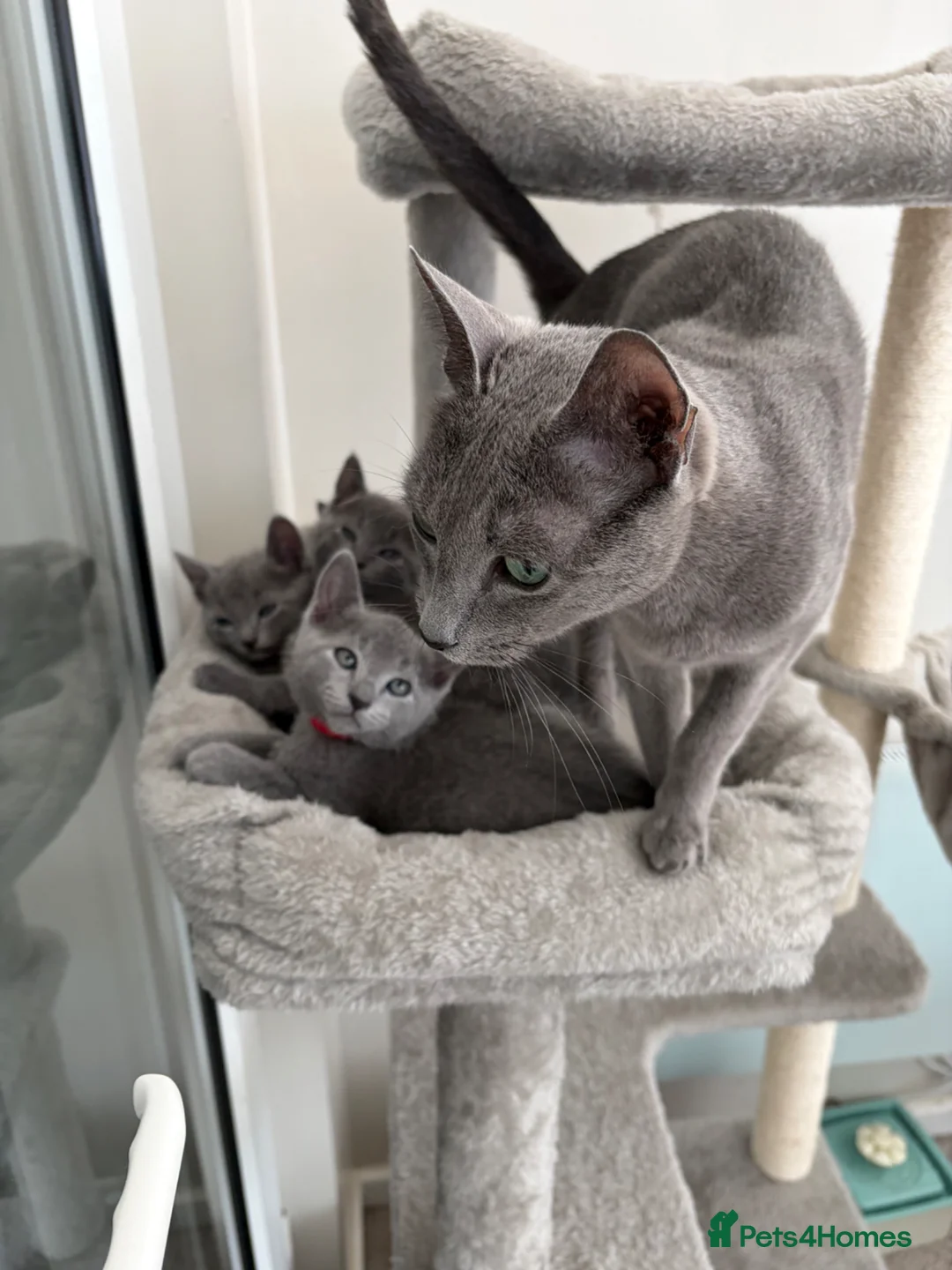 Russian Blue cats for sale: 6 Stunning GCCF Russian Blue Kittens 🐾  - Advert 1