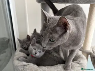 Russian Blue cats 6 Stunning GCCF Russian Blue Kittens 🐾 - Advert 10