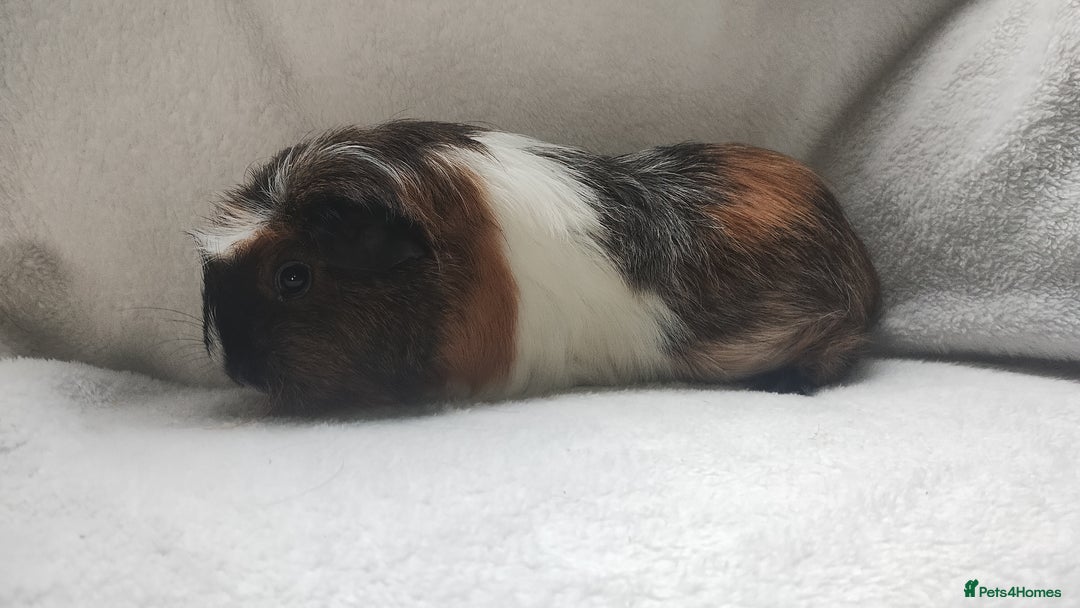 Guinea Pig rodents for sale: Mother and daughter guinea pig sows  - Advert 7