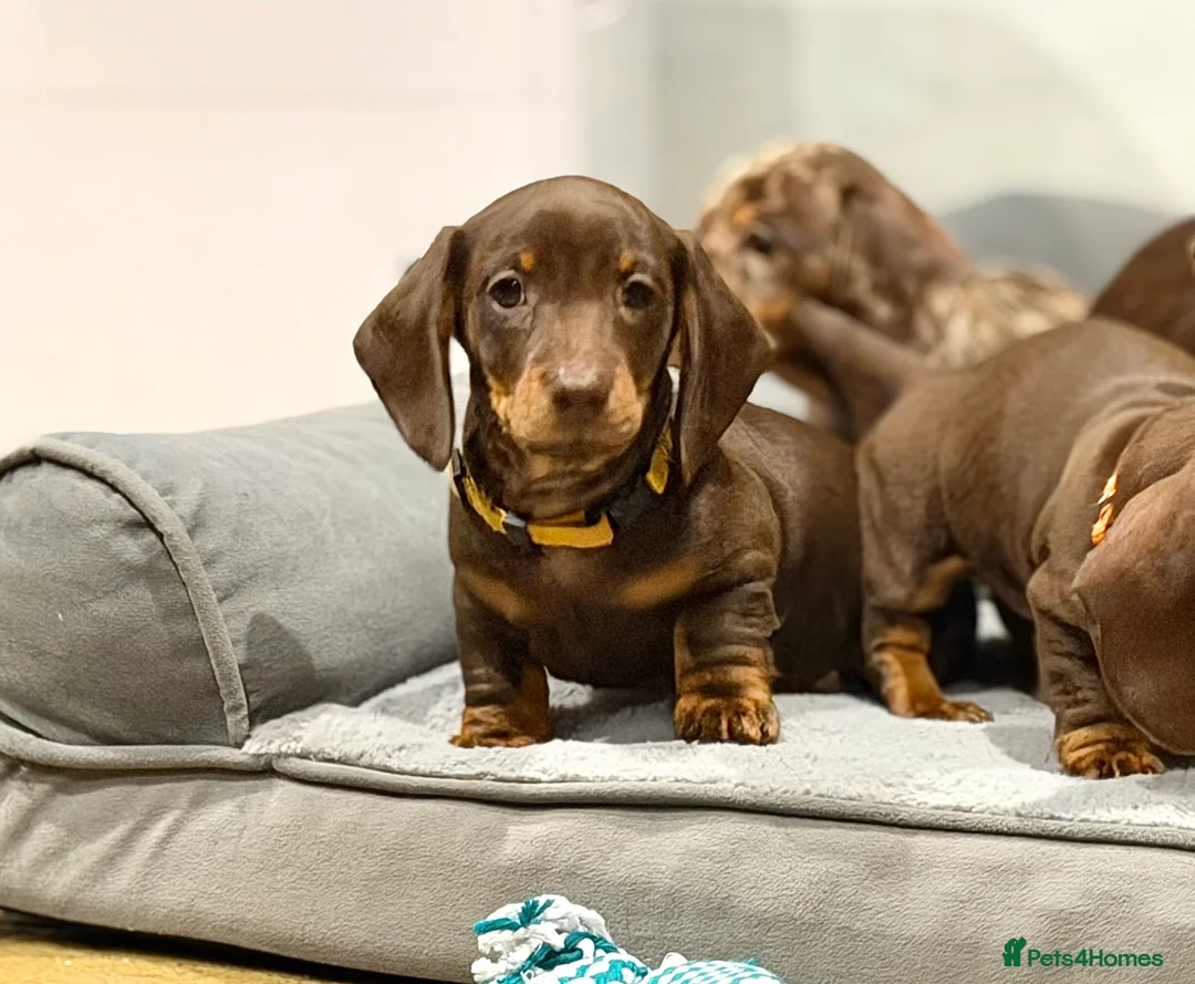 Miniature Dachshund dogs for sale: Quality KC Registered Miniature Dachshund Litter - Advert 6