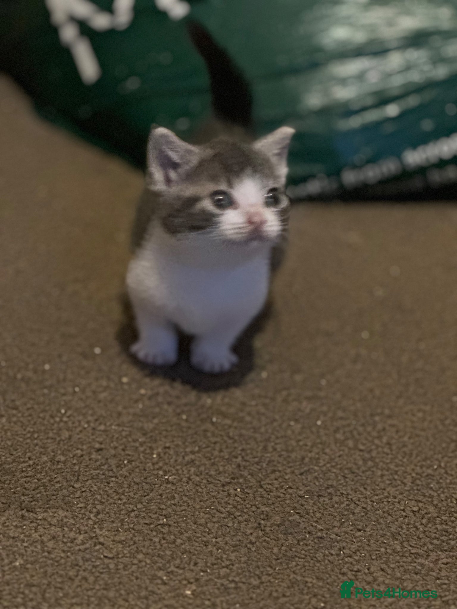 Mixed Breed cats for sale: Mixed breed kittens  - Advert 2