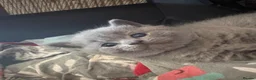 British Shorthair cats for sale: British Shorthair kittens  - Advert 4