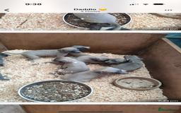 Whippet dogs for sale: Whippet pups  - Image 4