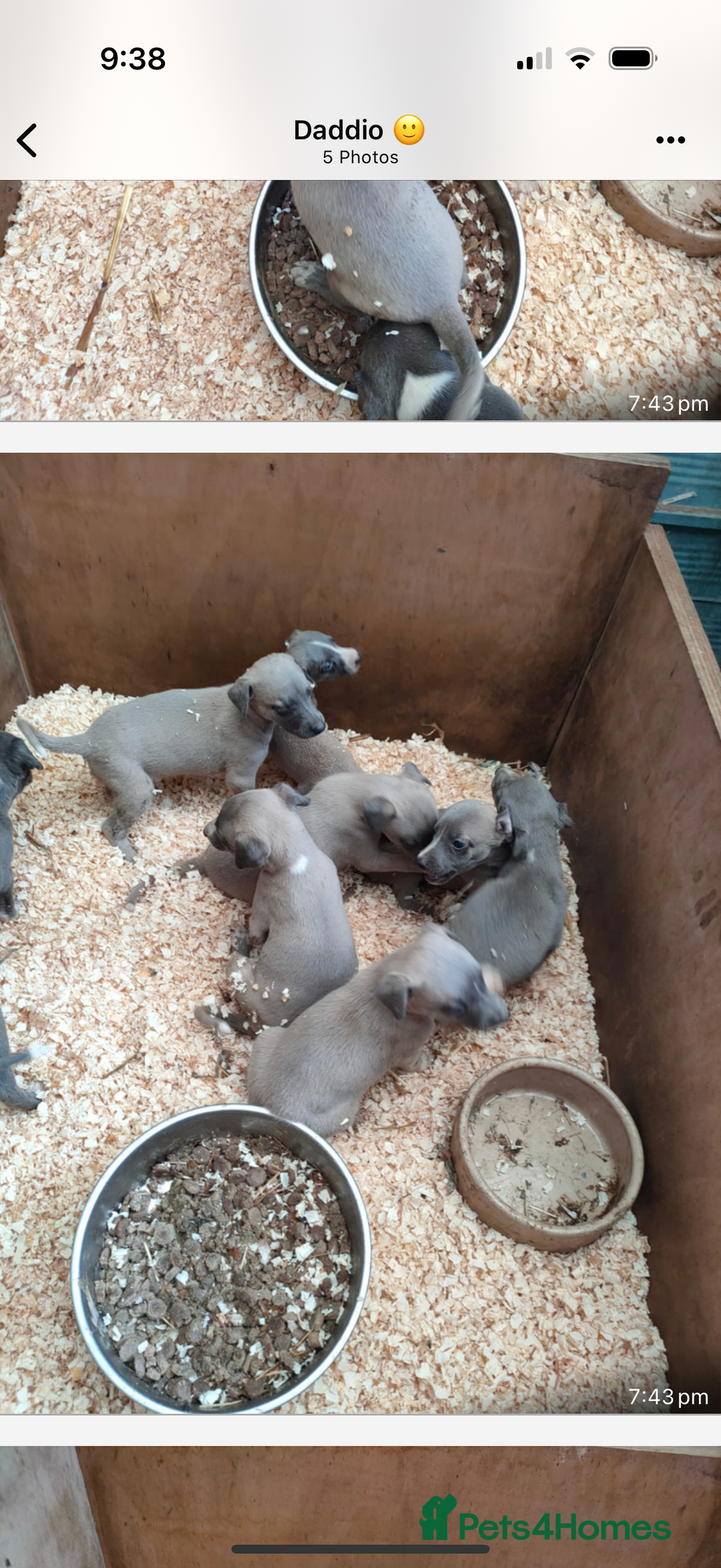 Whippet dogs for sale: Whippet pups  - Image 4