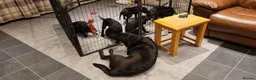 Labrador Retriever dogs for sale: Beautiful litter of labrador pups - Advert 4