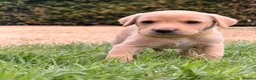 Labrador Retriever dogs for sale: Working Labrador Puppies – KC Registered in Shrewsbury - Advert 34