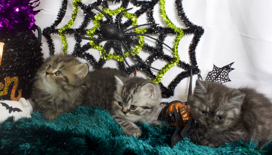 British Shorthair cats for sale: Beautiful bsh kittens looking for forever homes  - Image 2