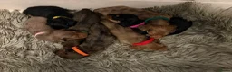 Dachshund dogs for sale: 7 Beautiful Dachshund Puppies - Advert 5
