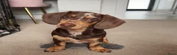 Miniature Dachshund dogs for sale: Beautiful miniature dachshund, dapple in Epsom - Advert 1