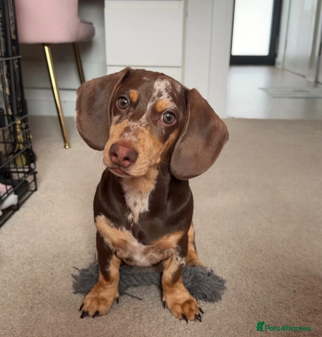 Miniature Dachshund dogs for sale: Beautiful miniature dachshund, dapple in Epsom - Advert 1