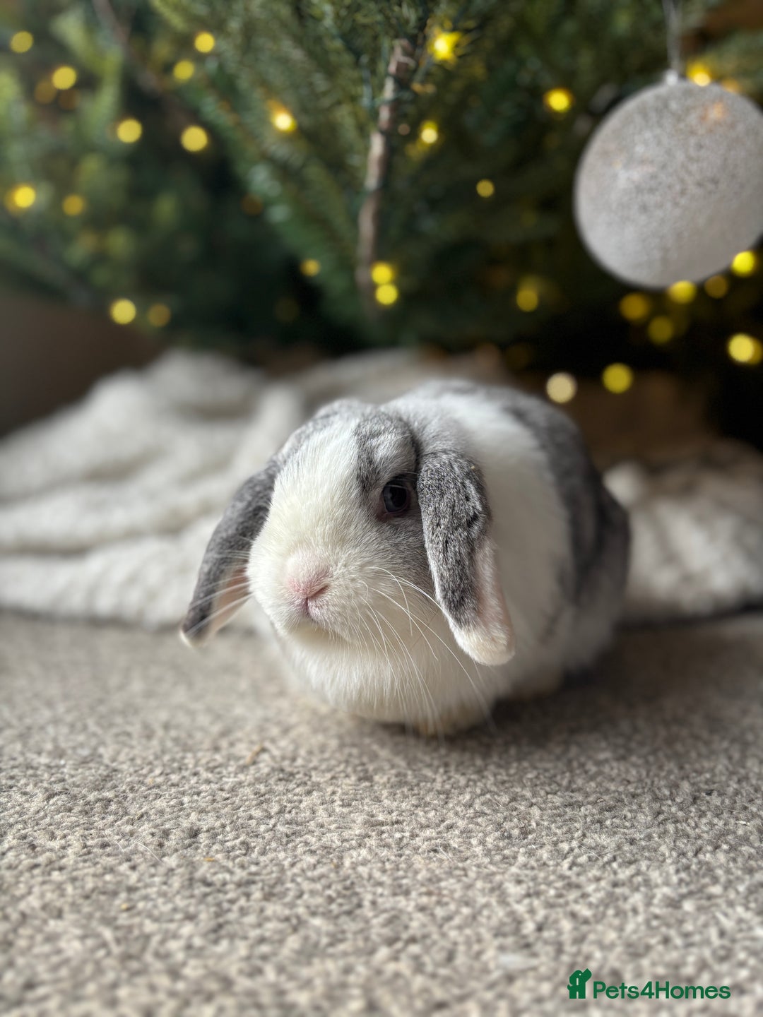 Mini Lop rabbits for sale: ✨ Stunning chinchilla split doe 👀 ✨  - Advert 2