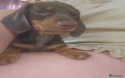Dachshund dogs for sale: Miniature Dachsunds ready 2/9 - Image 37