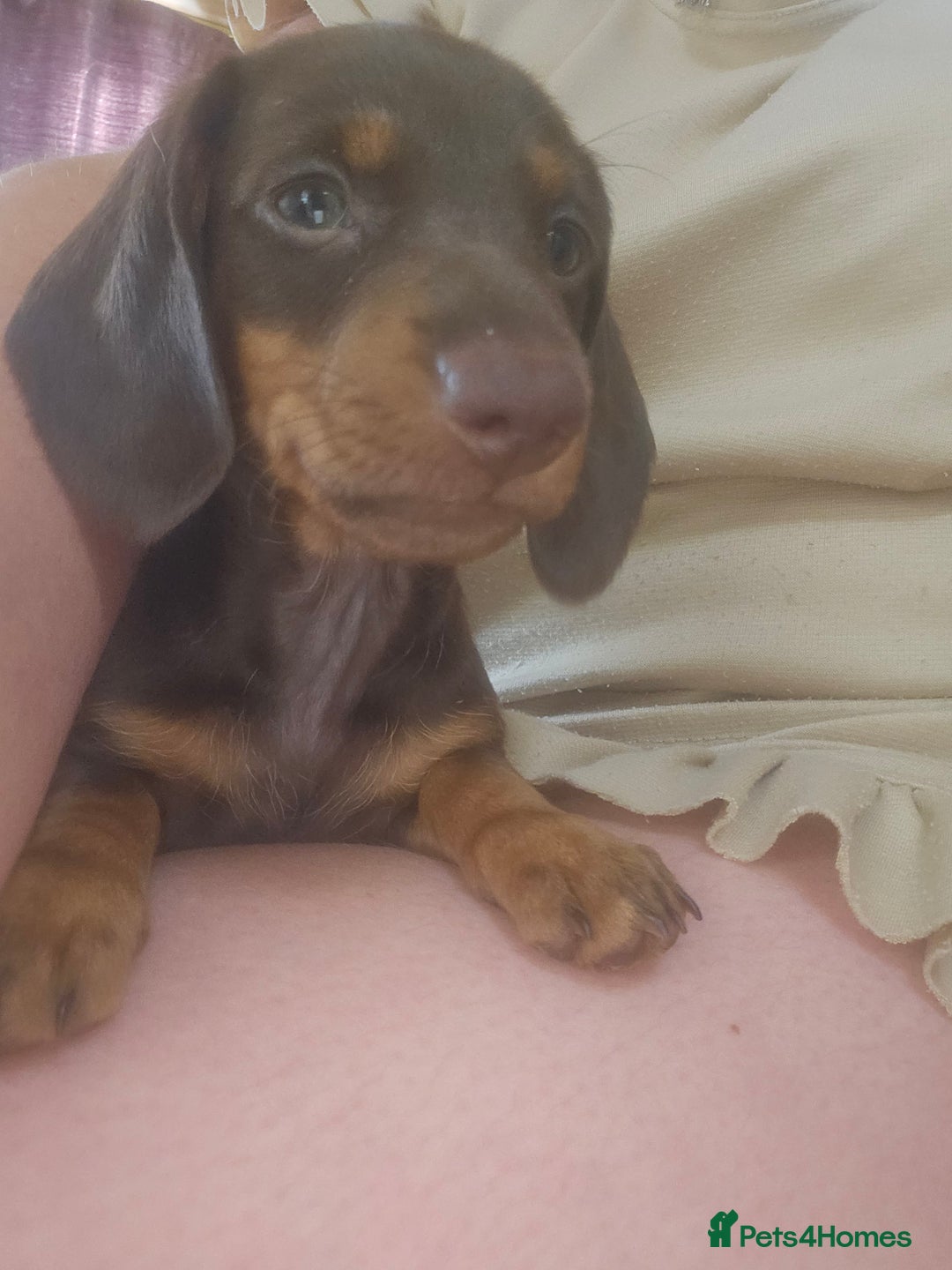 Dachshund dogs for sale: Miniature Dachsunds ready 2/9 - Image 37