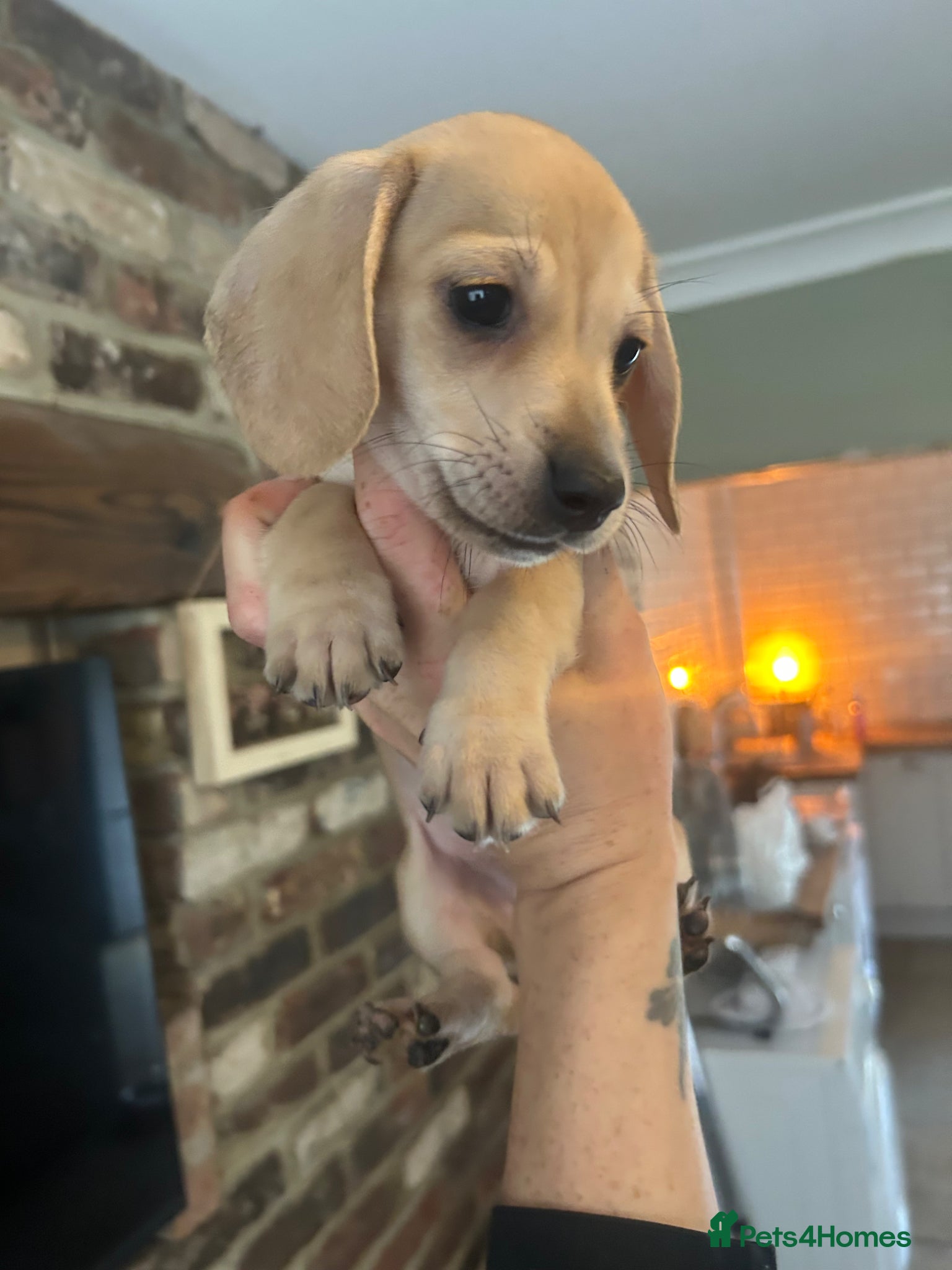 Dachshund dogs REDUCED! READY NOW! 2 left! Miniature daxies  - Advert 1