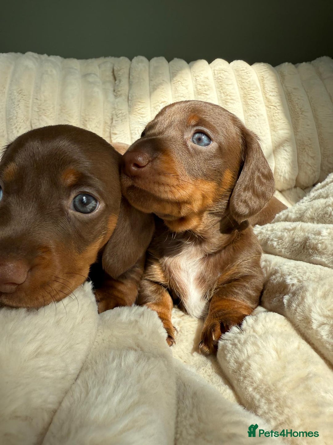 Dachshund dogs for sale: PERFECT MINIATURE DACHSHUNDS BABIES 🐶 - Image 13