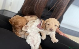 Mixed Breed dogs for sale: Cockapoochon Puppies.  - Image 28