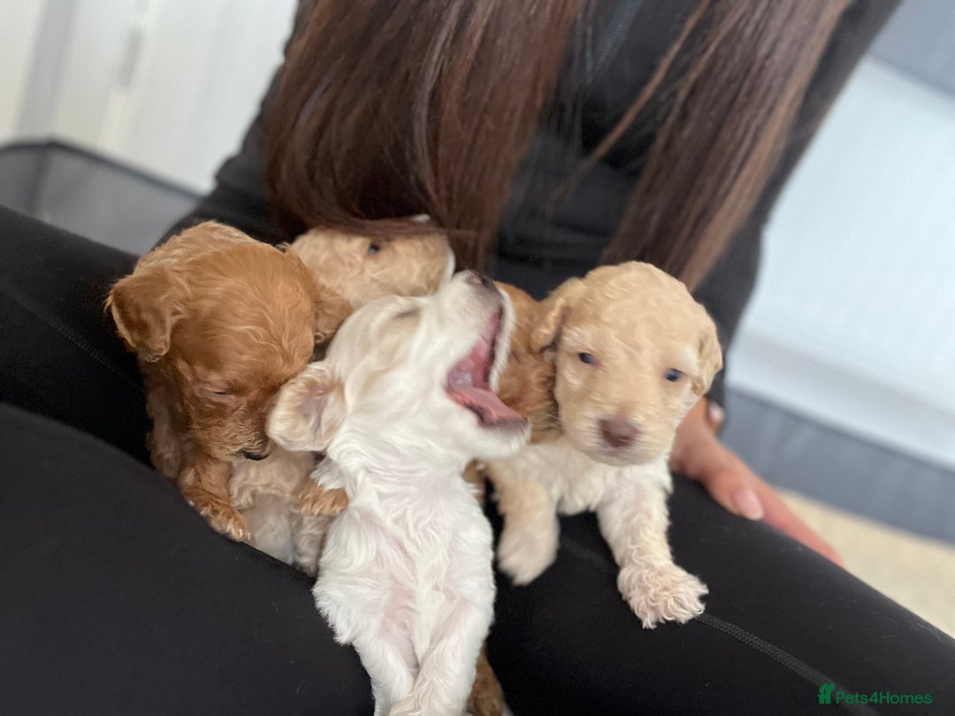 Mixed Breed dogs for sale: Cockapoochon Puppies.  - Image 28