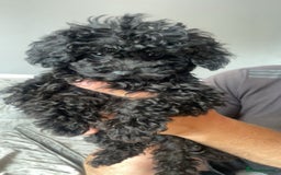 Maltipoo dogs for sale: Adorable Maltipoo puppies  - Image 4