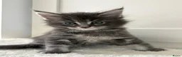 Maine Coon cats for sale: 🐈🐈‍⬛ Russian/European Bloodline Kittens 💕🐱 - Advert 16