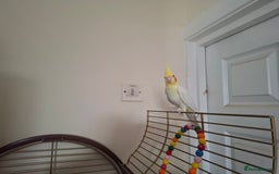 Cockatiels birds for sale: FEMAIL COCKATIEL  - Image 1