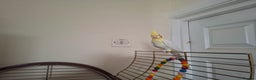 Cockatiels birds for sale: FEMAIL COCKATIEL  - Advert 1