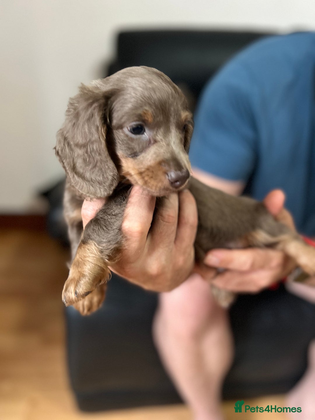 Dachshund dogs for sale: 4 Beautiful miniture dachshunds  - Image 4