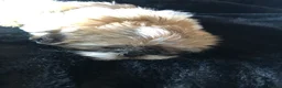 Shih Tzu dogs for sale: Beautiful Shih Tzu puppies  - Advert 7