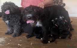 Bordoodle dogs for sale: Borderpoo - Image 6