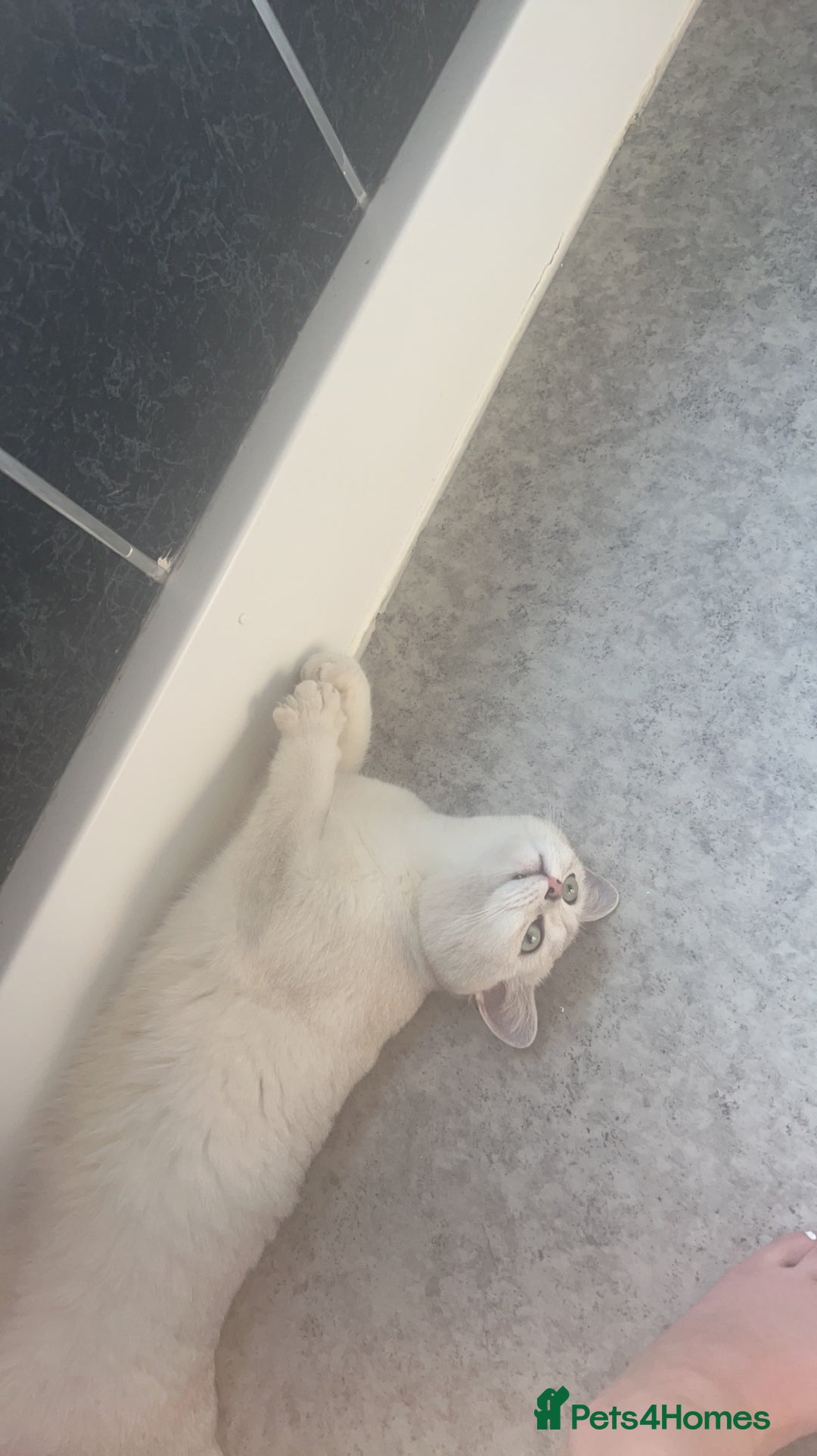 British Shorthair cats for sale: White British short hair in Wellingborough - Image 2