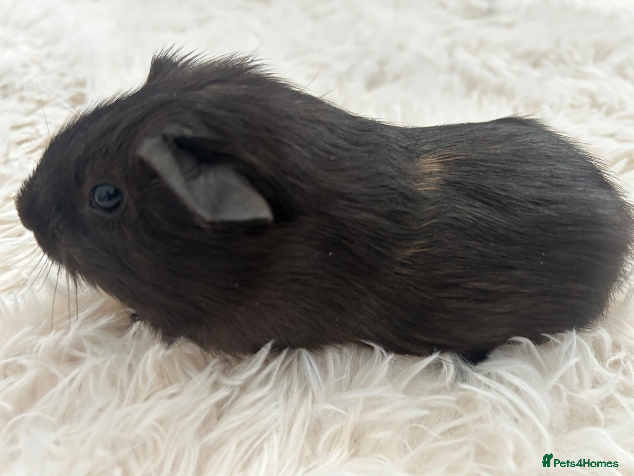 Guinea Pig rodents Beautiful guinea pig baby  - Advert 1
