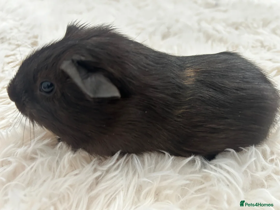 Guinea Pig rodents for sale: Beautiful guinea pig baby  - Advert 1