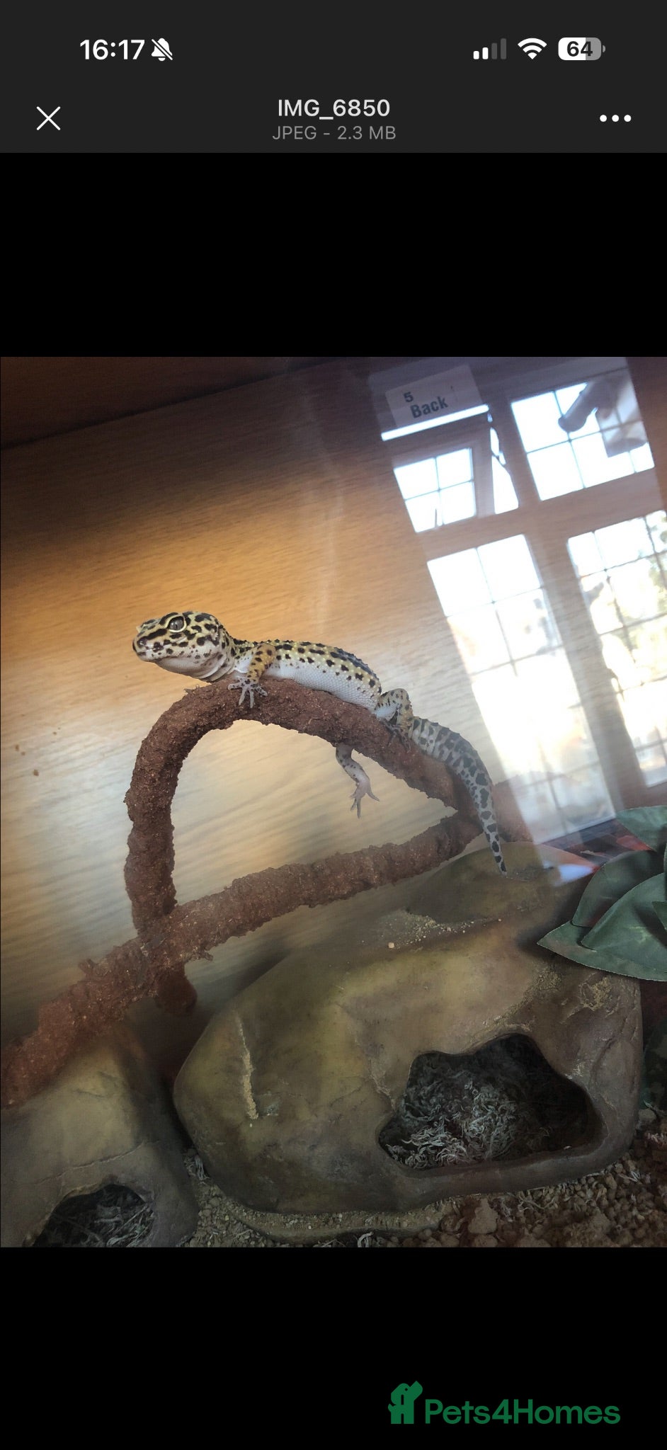 Leopard Gecko reptiles Leopard Gecko - Advert 2