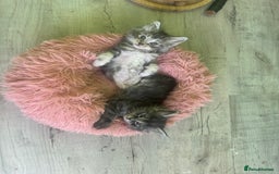 Kurilian Bobtail cats for sale: Rare pure breed Kurilian bobtail kittens available - Advert 6