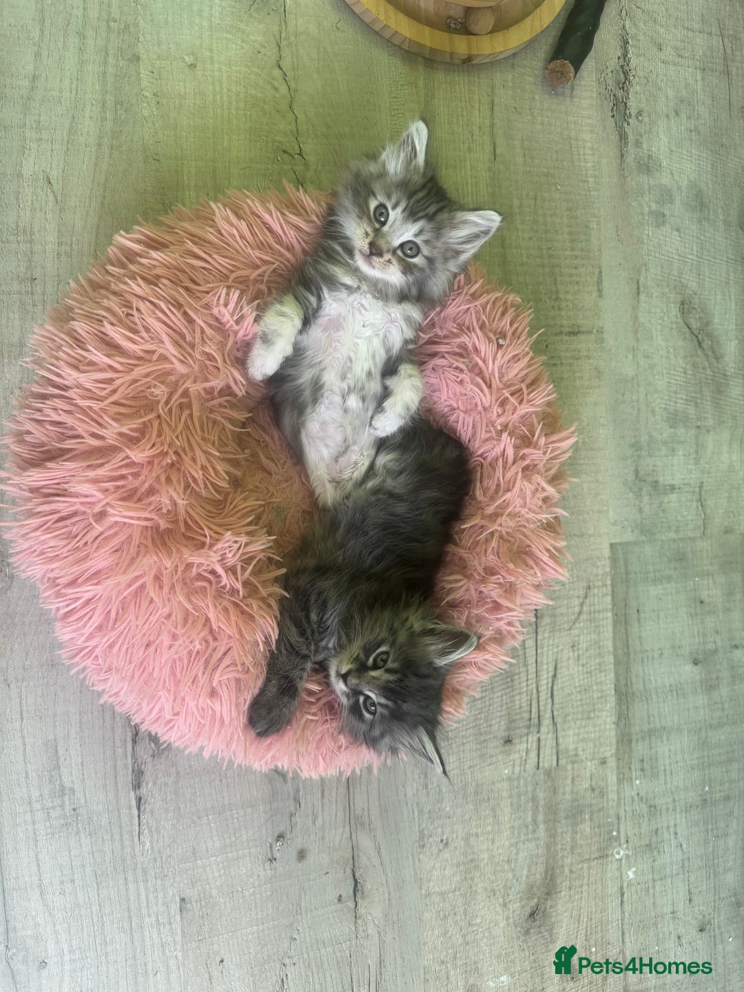 Kurilian Bobtail cats for sale: Rare pure breed Kurilian bobtail kittens available - Advert 6