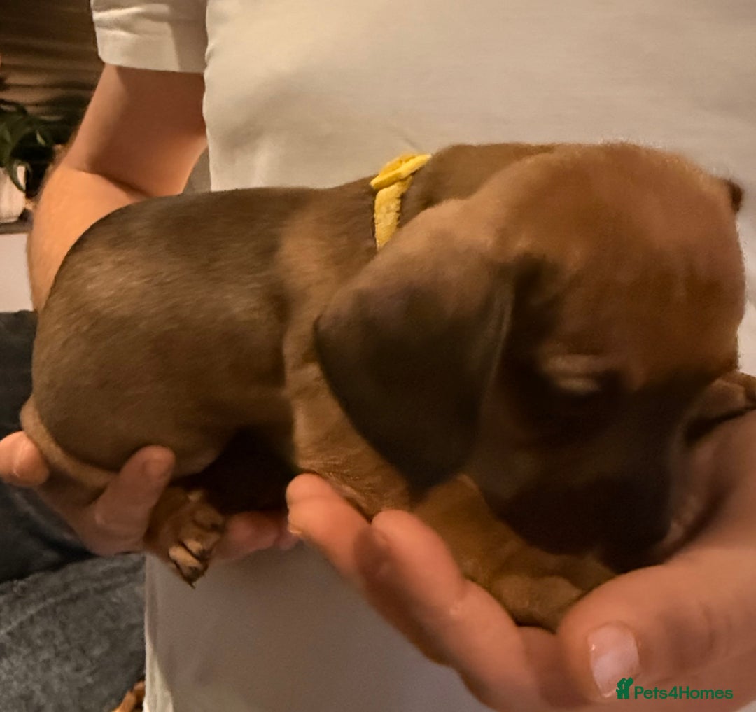 Miniature Dachshund dogs for sale: Miniature Smooth-Haired Dachshund  - Advert 16