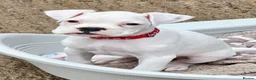 Boxer dogs for sale: READY NOW! Quality White KC Reg Boxer Puppies - Advert 1