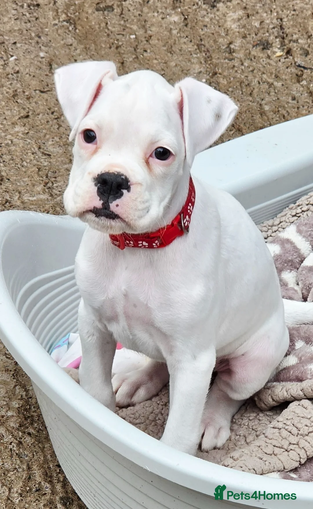 Boxer dogs for sale: READY NOW! Quality White KC Reg Boxer Puppies - Advert 1