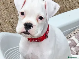 Boxer dogs READY NOW! Quality White KC Reg Boxer Puppies - Advert 4