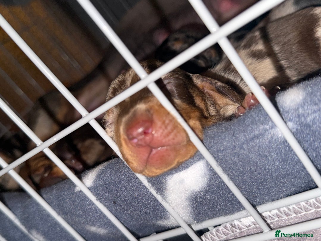 Miniature Dachshund dogs for sale: 🐾 5 Mini Dachshunds 4 dappled, 1 choc 🐾 - Advert 15