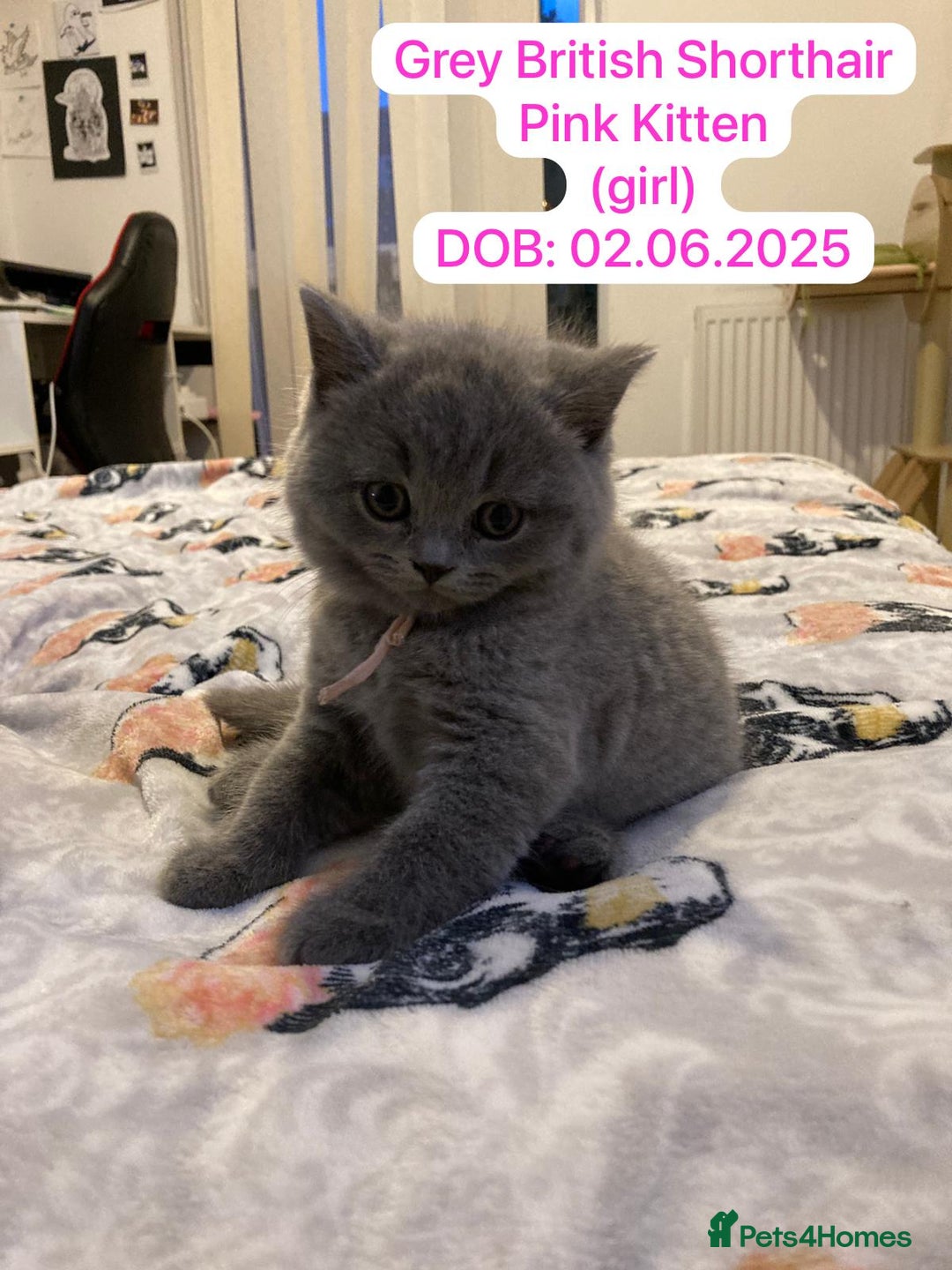 British Shorthair cats for sale: My 5 soft and fluffy BSH kitten looking a new home - Image 3