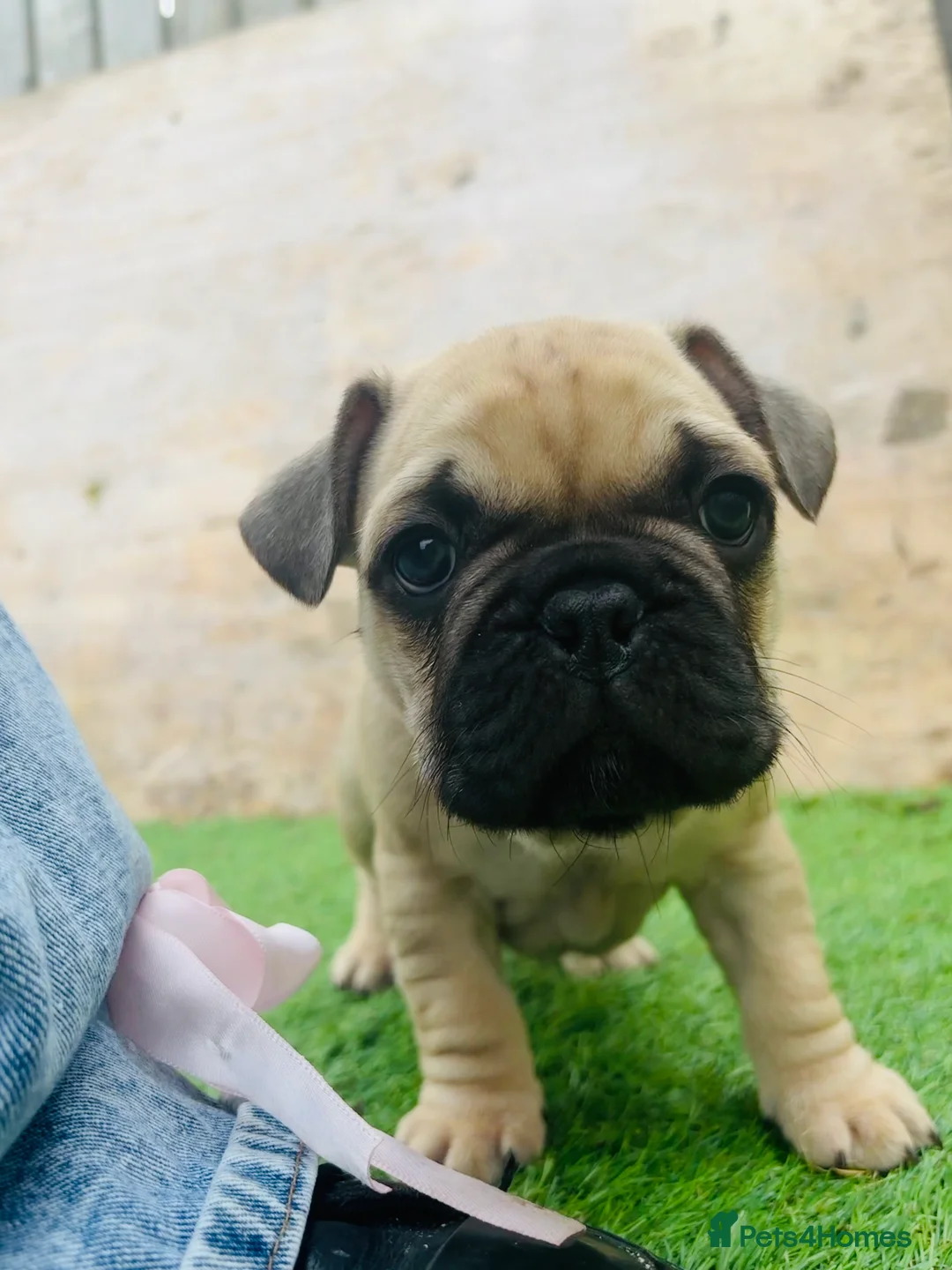 French Bulldog dogs for sale: French Bulldog Puppies - Fawn/Cream - Advert 4