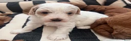 Australian Labradoodle dogs for sale: Absolutely outstanding Australian Labradoodle 🐾 - Advert 6