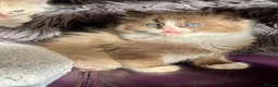 Ragdoll cats for sale: TICA Reg Rare Cherubim Ragdolls - Advert 8