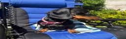 Dachshund dogs for sale: Black tan Dachshunds  - Advert 1