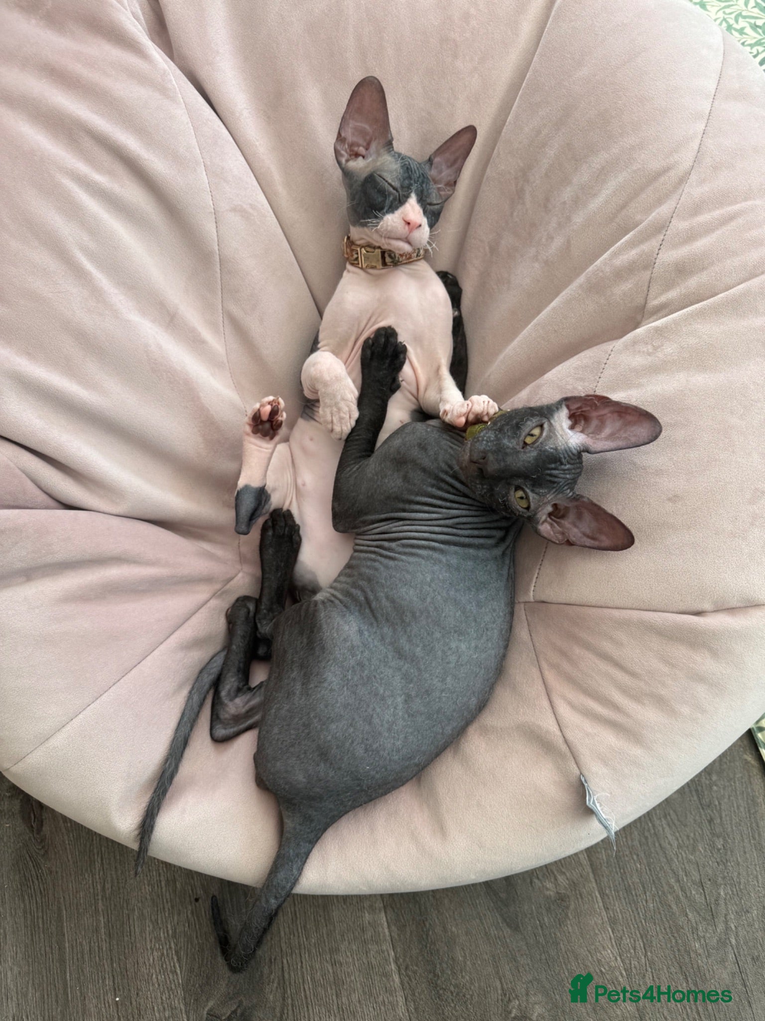 Sphynx cats Our beloved sphynx siblings  - Advert 11