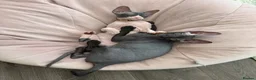 Sphynx cats for sale: Our beloved sphynx siblings  - Advert 10